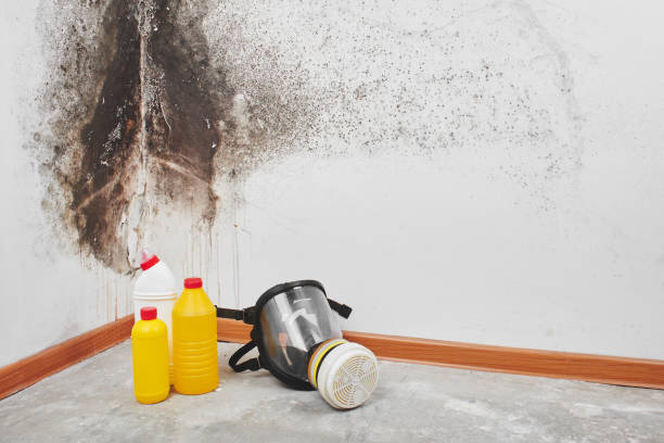 Best Attic Mold Removal  in Schertz, TX