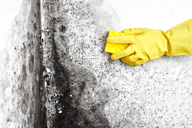 Best Mold Testing  in Schertz, TX