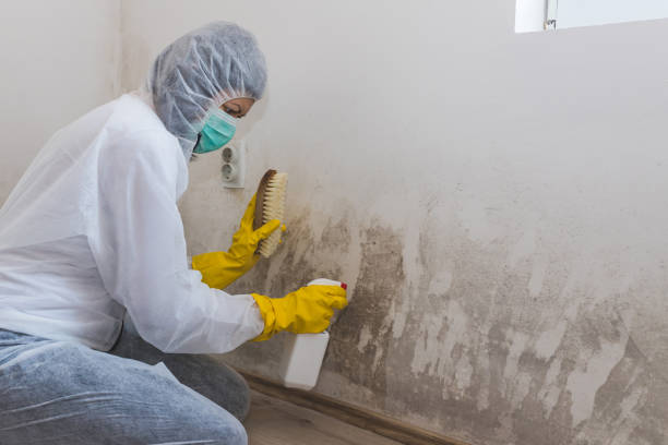 Attic Mold Removal in Schertz, TX