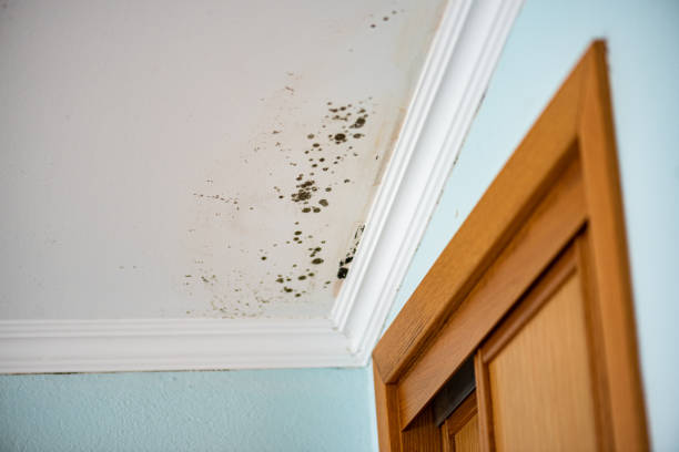 Office Mold Removal Services in Schertz, TX