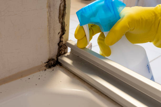 Best Mold Remediation  in Schertz, TX