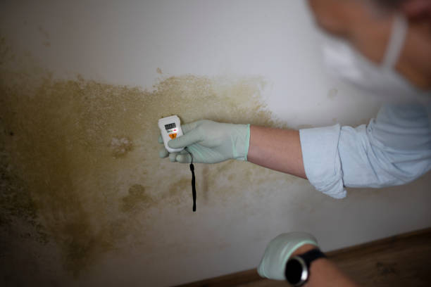 Mold Removal Process in Schertz, TX