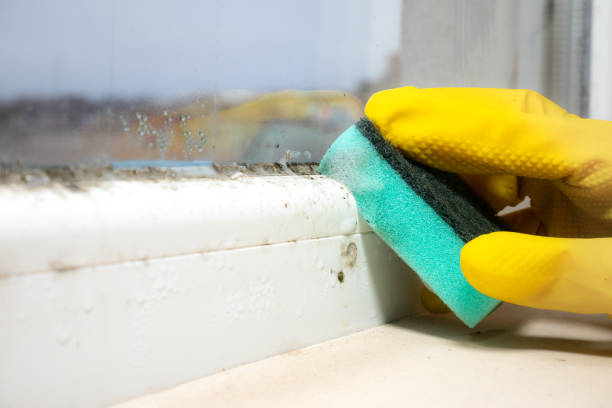 Best Emergency Mold Removal  in Schertz, TX