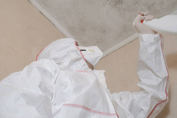 Best Local Mold Removal Service  in Schertz, TX