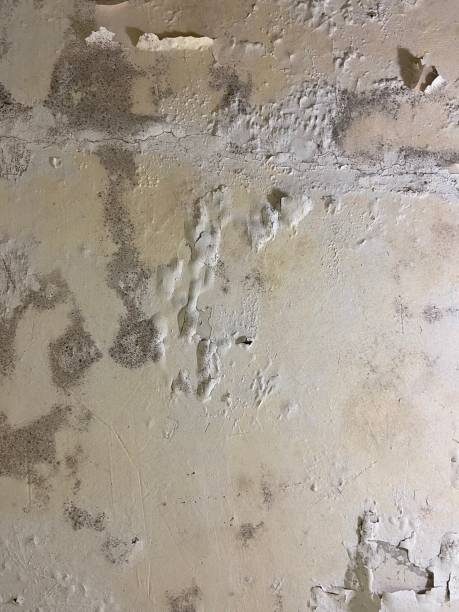 Best Mold Removal Near Me  in Schertz, TX