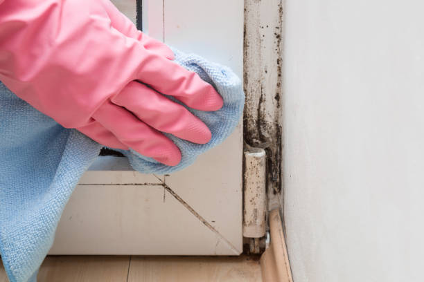 Best Best Mold Removal Companies  in Schertz, TX